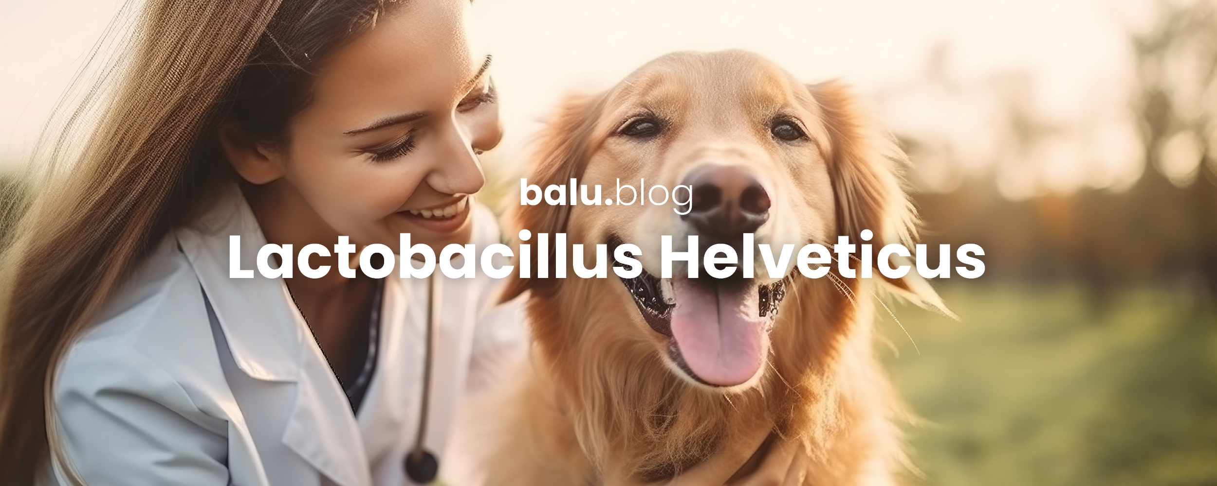 Lactobacillus Helveticus – Ein Alleskönner für die Gesundheit Deines Hundes