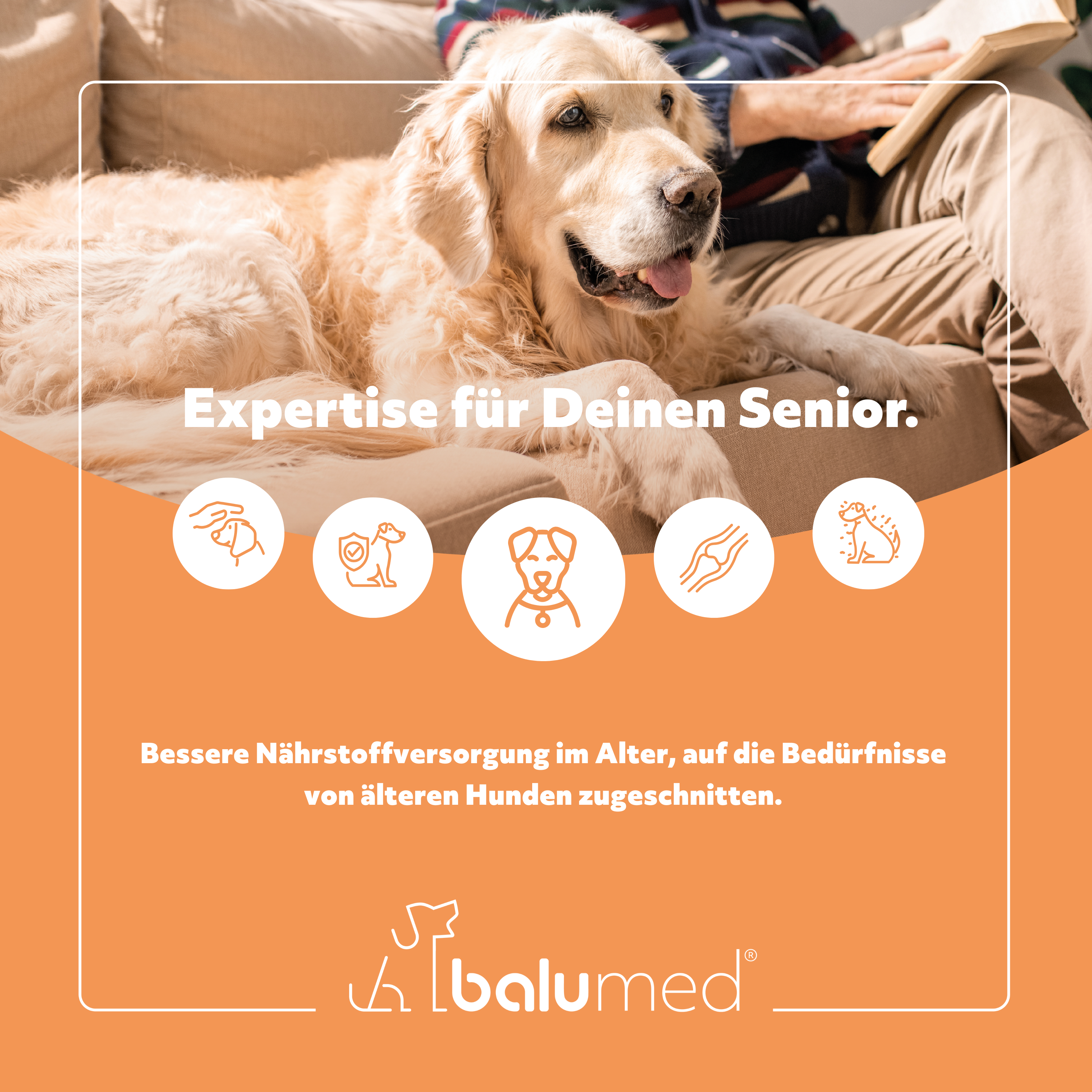balumed® Senior + Vitalität – 120 Tabletten für ältere Hunde– Beweglichkeit, Gelenke & Vitalität – mit MSM, Eierschalen, Grünlippmuschel